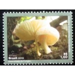 2019 C 3823  Oudemansiella Cubensis M