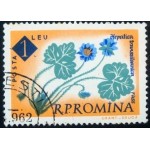 1961 Hepatica angulosa 1961 Hepatica angulosa