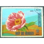 1977 Paeonia officinalis 1977 Paeonia officinalis