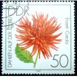 1979 Cactus Dahlia EnzettCarola