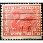 1905 Cisne preto 1905 Cisne preto