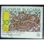 1989 Fourlined Snake 1989 Fourlined Snake