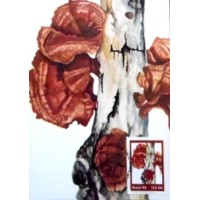 1984 MAX 104 Pycnoporus sanguineus 7572