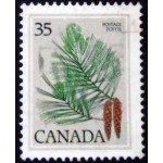 1979 Eastern White Pine 1979 Eastern White Pine