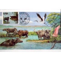 1984 MAX 109 B Búfalo Carabao PA 30088