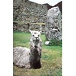 1977 PE Machu Picchu 578 CP