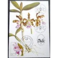 1980 MAX 60 Cattleya