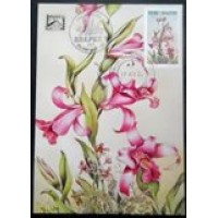 1982 MAX 70 Orquídea 65 SC 7924