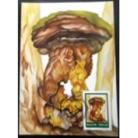 1984  MAX 105 Calvatia sp.7572