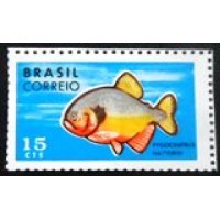 1969 C 1218 Pygocentrus Nattereri M