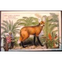 2023 BR CP Lobo Guará