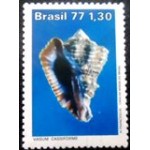 1977 C 0992 Vasum Cassiforme M