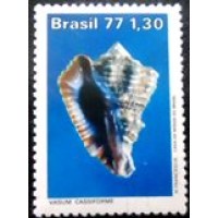 1977 C 0992 Vasum Cassiforme M