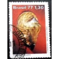 1977 C 0993 Strombus Goliath U