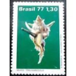 1977 C 0994 Murex Tenuivaricosus M