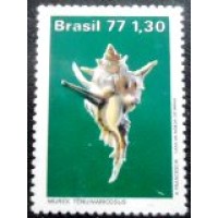 1977 C 0994 Murex Tenuivaricosus M