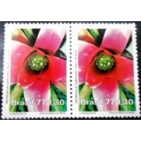 1977 C 1006 Neoregelia Carolinae M PR