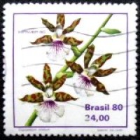 1980 C 1164 Zygopetalum Crinitum U