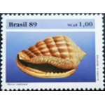 1989 C 1646 Morum Matthewsi M