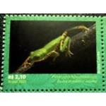 2021 C 4009 Pithecopus  Hypochondrialis M
