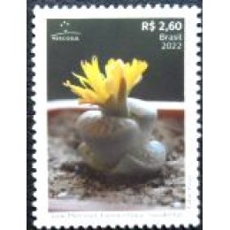 2022 C 4072 Lithops lesliei M