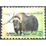 1973 AJ 2849 Muskox (Ovibos moschatus) A U