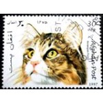 1997 AF 1726 Norwegian Forest Cat NCC