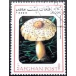1999 AF 1843 Reddening lepiota MCC