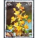 1972 AE SH 1213 Daffodils A NCC
