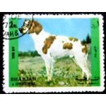 1972 AE SH 1295 Dog 1 A MCC