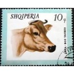 1966 AL 1028 Domestic Cattle NCC