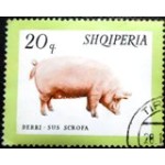 1966 AL 1029 Domestic Pig NCC