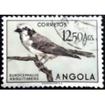 1951 AO 0356 Whitecrowned Shrike U