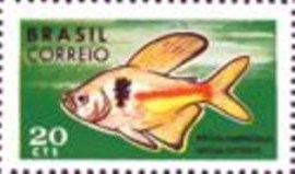 Selo postal do Brasil de 1969 Megalamphodus Megalopterus M