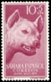 Selo postal do Sahara Espanhol de 1957 Striped Hyena