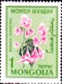 Selo postal da Mongólia de 1960 Begonia grandis