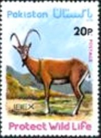 Selo postal do Paquistão de 1976 Ibex 20