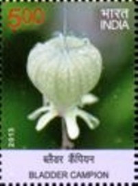 Selo postal da Índia de 2013 Bladder Campion