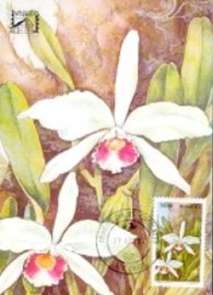 Máximo Postal do Brasil nº 68 de 1982 Orquídeas 75