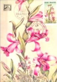 Máximo Postal do Brasil nº 70 de 1982 Orquídeas 85