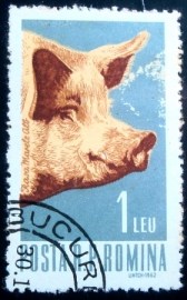 Selo postal da Romênia de 1962 Domestic Pig