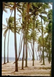 Cartão Postal do Brasil Praia do Nordeste