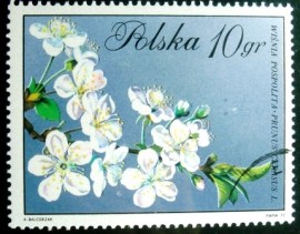 Selo postal da Polônia de 1971 Prunus cerasus