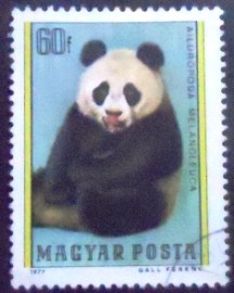 Selo postal da Hungria de 1977 Giant Panda