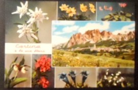 Cartão postal da Itália Cortina e la sua flora