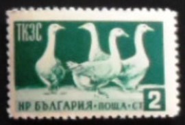 Selo postal da Bulgária de 1955 Domestic geese