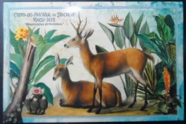 Cartão postal do Brasil de 2023 Cervo-do-Pantanal