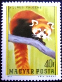 Selo postal da Hungria de 1977 Red Panda
