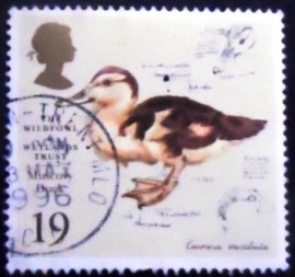 Selo postal do Reino Unido de 1996 Muscovy Duck