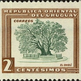 1954 - Ombu Tree